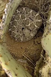 Fangs Prints: Western Diamondback Rattlesnake Coiled - In prickley pear cactus - Sonoran Desert - Arizona - In ambush posture waiting