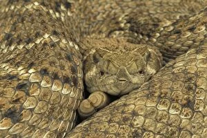 Western Diamondback Rattlesnake - Coiled up showing head and tail