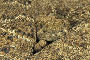 Western Diamondback Rattlesnake - Coiled up showing head and tail Western Diamondback Rattlesnake - Coiled up showing head and tail