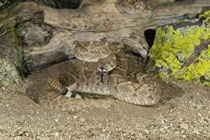 Rattlesnakes Collection: Western Diamondback Rattlesnake - controlled subject - Arizona - USA