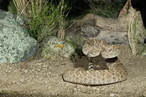 Western Diamondback Rattlesnake - controlled conditions - Arizona - March - USA