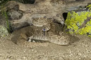 Western Diamondback Rattlesnake - controlled subject - Arizona - USA