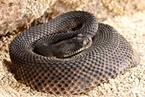 Western Diamondback Rattlesnake, Crotalus