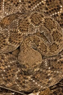 Images Dated 12th July 2008: Western Diamondback Rattlesnake - Curled up - Arizona - USA