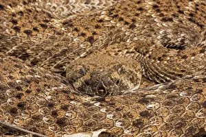 Western Diamondback Rattlesnake - Curled up - Arizona - USA