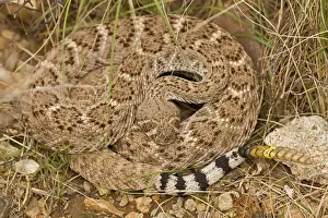 Western Diamondback Rattlesnake - Curled up showing rattle painted by biologist - Arizona - USA