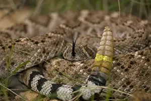 Western Diamondback Rattlesnake - Curled up showing rattle painted by biologist - Arizona - USA