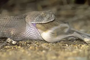 Swallowing Prints: Western Diamondback Rattlesnake - eating Kangaroo Rat - Arizona USA
