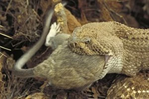 Atrox Gallery: Western Diamondback Rattlesnake - Eating a packrat