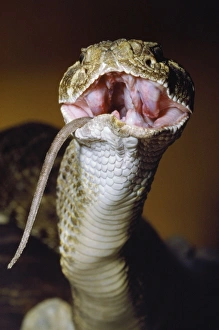 Rattlesnakes Collection: Western Diamondback Rattlesnake - eating a rat Western USA