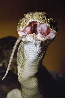 Swallowing Prints: Western Diamondback Rattlesnake - eating a rat Western USA