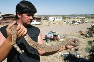 Atrox Gallery: Western Diamondback Rattlesnake - being handled
