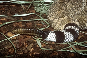Rattlesnakes Collection: Western Diamondback Rattlesnake - rattle on tail