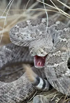 Attacking Prints: Western Diamondback Rattlesnake - rattling tail Arizona, USA