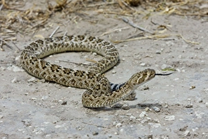 Images Dated 26th March 2008: Western Diamondback Rattlesnake South Texas in March