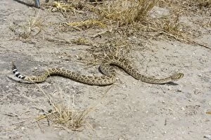Images Dated 26th March 2008: Western Diamondback Rattlesnake South Texas in March
