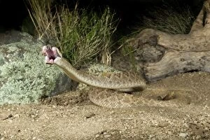 Rattlesnakes Collection: Western Diamondback Rattlesnake - striking - controlled subject - Arizona - USA