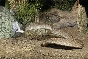 Western Diamondback Rattlesnake - striking - controlled conditions - Arizona - March - USA