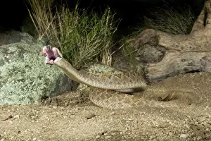 Defence Prints: Western Diamondback Rattlesnake - striking - controlled subject - Arizona - USA