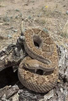 Images Dated 4th May 2007: Western Diamondback Rattlesnake On stump, coiled with rattle raised. Arizona USA