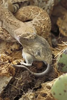 Atrox Gallery: Western Diamondback Rattlesnake - swallowing a wood rat