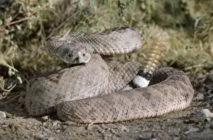 Rattles Prints: Western Diamondback Rattlesnake USA