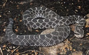 Images Dated 2nd May 2011: Western Fox Snake - Central United States