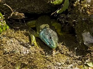 Western Green Lizard - male basking in the sun