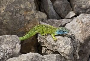 Bilineata Gallery: Western Green Lizard male on limestone Cevennes, France