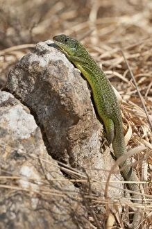 Images Dated 31st March 2012: Western Green Lizard on rock