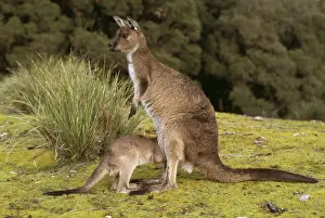 Pouches Prints: Western Grey Kangaroo CAN 1034 With young Macropus fuliginosus fuliginosus © John Cancalosi / ARDEA LONDON