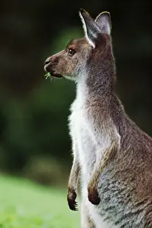 Western Grey Kangaroo