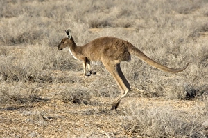 Images Dated 10th November 2008: Western Grey Kangaroo - adult jumping through the desert