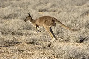 Kangaroo Prints: Western Grey Kangaroo - adult jumping through the desert - Mungo National Park