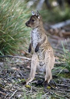 Images Dated 27th January 2011: Western Grey Kangaroo - joey - Australia