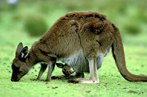 Western Grey Kangaroo - mother eating grass with joey in pouch