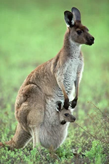 Images Dated 27th April 2010: Western Grey Kangaroo - mother & joey in pouch - Australia