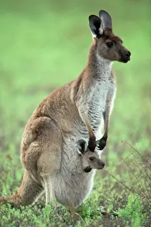 Kangaroo Prints: Western Grey Kangaroo - mother & joey in pouch - Australia