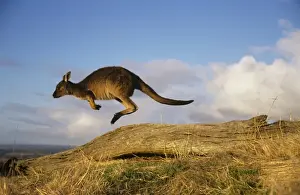 Native Prints: Western Grey Kangaroo - running Kangaroo Island, South Australia BIR00373