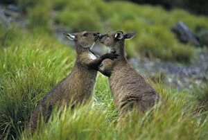 Western Grey Kangaroos - males sparring