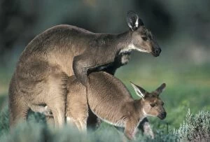 Images Dated 25th June 2007: Western Grey Kangaroos - Mating. South Australia-Australia - The common kangaroo in southern