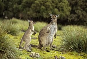 Western Grey Kangaroos - Mother and joey