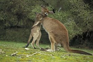 Western Grey Kangaroos - Mother and joey hugging