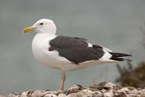 Images Dated 17th March 2006: Western Gull