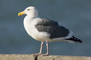 Seagull Prints: Western Gull - perched on wall, San Francisco