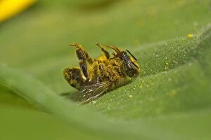 Western Honey Bee dead lying on the leaf