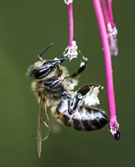 Western Honey Bee feeding