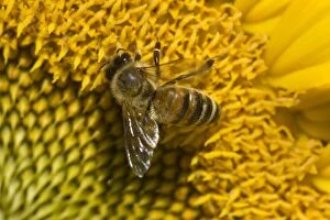 Annuus Gallery: Western Honey Bee on Sunflower (Helianthus annuus) Summer