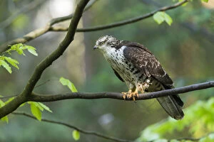 Western Honey Buzzard - juvenile bird perched on a branch, Bavarian Forest, Germany Date: 11-Feb-19