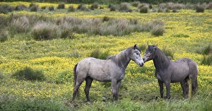 In Western Ireland, two horses nuzzle in